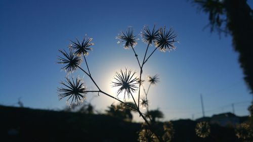 Close-up of flowering plant against clear sky
