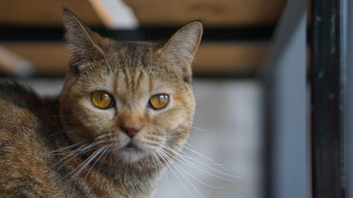 Close-up portrait of a cat