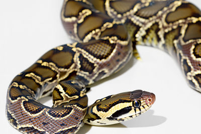 Close-up of snake