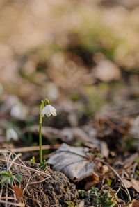 Close-up of flowering plant on field