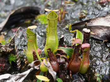 Close-up of cactus plant