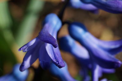 Close-up of purple flower against blurred background