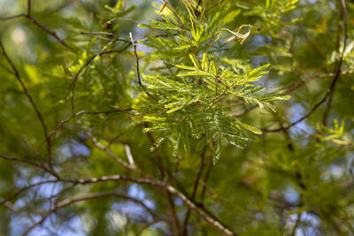 Close-up of leaves against blurred background