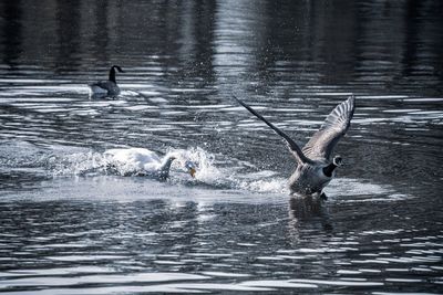 Birds swimming in lake