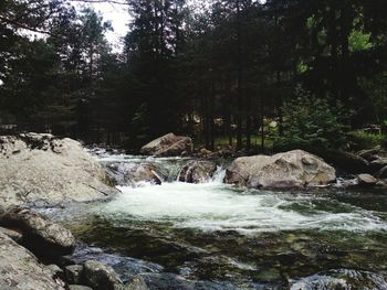 Scenic view of waterfall in forest