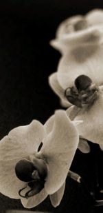 Close-up of dog with flowers