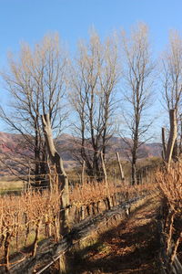 Bare trees on field against sky