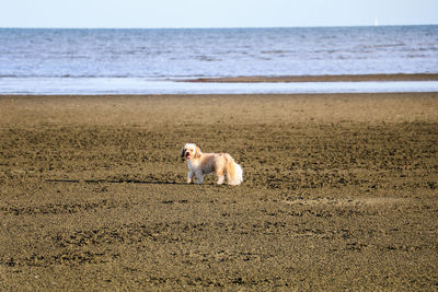 Dog at beach against sky