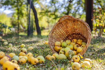 Close-up of vegetables for sale