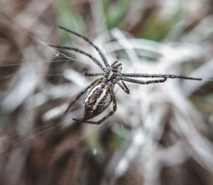 Close-up of spider
