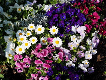 High angle view of purple flowering plants