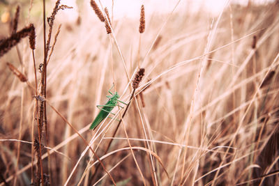 Close-up of insect on ground