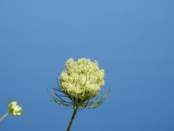 Close-up of plant against clear blue sky