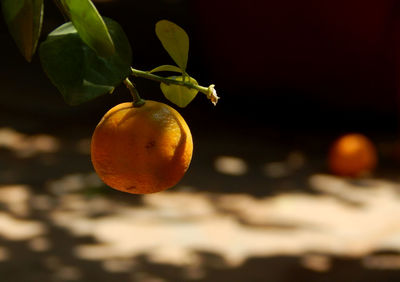 Close-up of orange fruit on tree