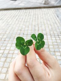 Cropped hand holding leaves on footpath