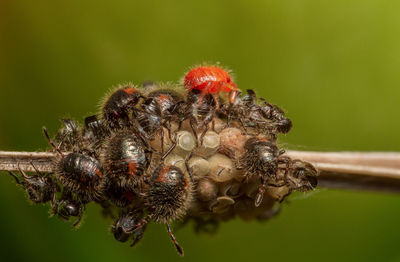 Close-up of insect on leaf