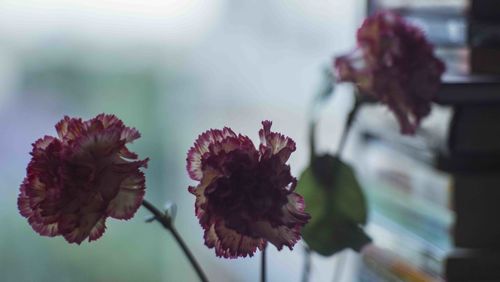 Close-up of wilted flower against blurred background