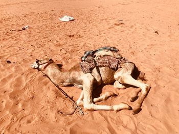 High angle view of animal on sand