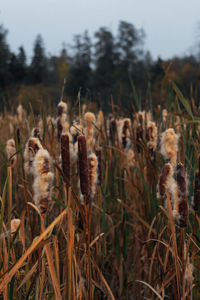 Close-up of dry plants on field