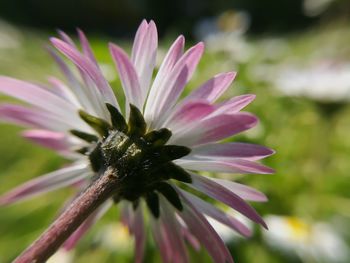 Close-up of pink flower