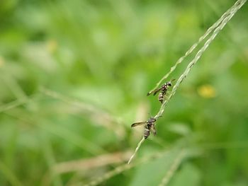 Close-up of insect on plant