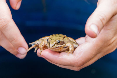 Close-up of person holding crab