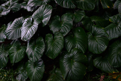 Full frame shot of palm leaves