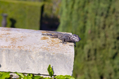 Close-up of insect on wood