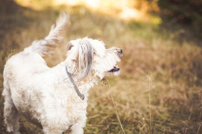 View of a dog on field