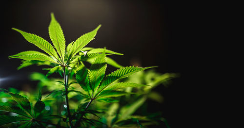 Green cannabis leaf close up on black background with sunbeam and glow. medical marijuana 