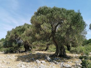 Trees growing on field against sky