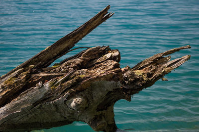 Dead bird on driftwood against sea