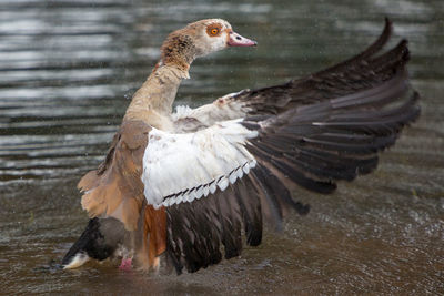Close-up of birds in lake