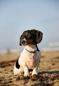 Dachshund sitting on sand at beach