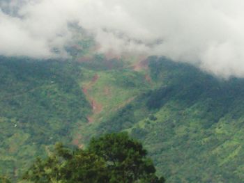 Scenic view of forest against sky