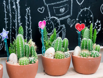 Close-up of potted plants