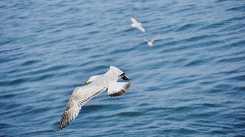 Seagull flying over sea