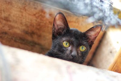 Close-up portrait of a cat