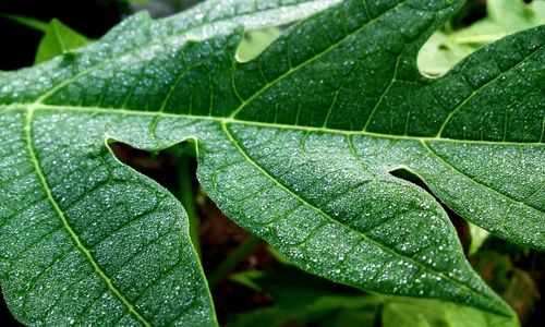 Close-up of dew drops on leaf