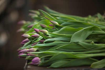 Close-up of fresh green plant