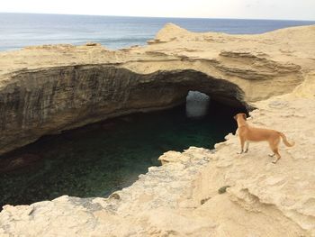 View of a horse on the beach