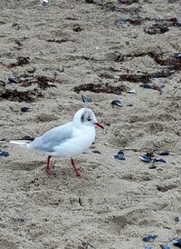 Close-up of seagull on beach