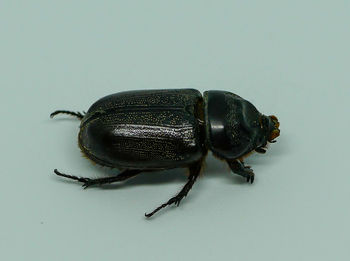 Close-up of insect on white background