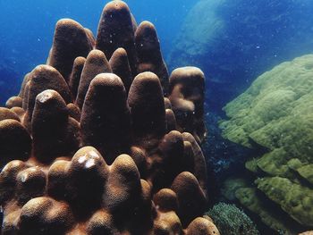 Close-up of coral in sea