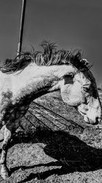 Close-up of crocodile in water