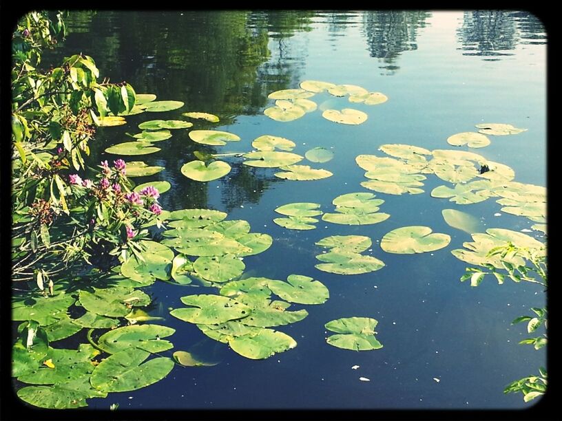 Lillypads