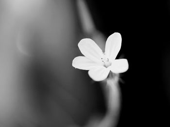 Close-up of white flower blooming outdoors