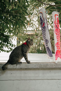 Full length of a cat on tree