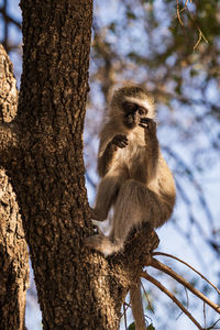 Low angle view of monkey sitting on tree trunk