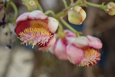 Close-up of pink flowering plant